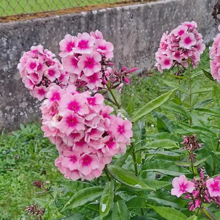Alojamento de Acomodação e Pequeno-almoço L'etoile Du Matin *