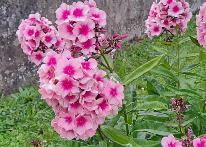 Oda ve Kahvaltı L'etoile Du Matin *